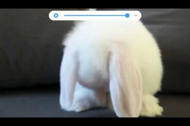 Cute baby bunny videos 🐇