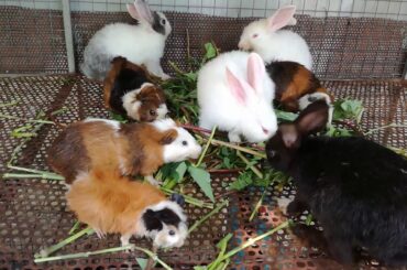 Cute Babies Rabbits Eating Vegetables - Cute Baby Bunny Rabbit Videos - Baby Animal Videos - Rabbit