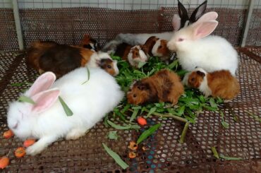 Cute Baby Rabbits Eating Vegetables - Funny and Cute Baby Bunny Rabbit Videos - Baby Rabbits Videos