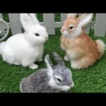 Funny And Cute Baby Bunny Rabbit Video Compilation 🐰🐰 || Cute Animals Video