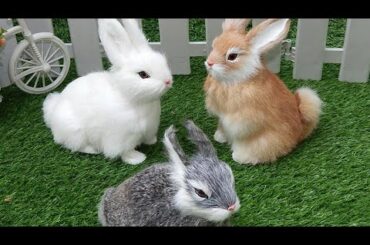 Funny And Cute Baby Bunny Rabbit Video Compilation 🐰🐰 || Cute Animals Video