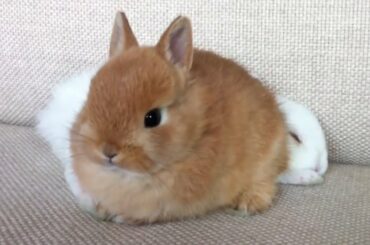 Cutest Baby Bunny Rabbit💖💖💖