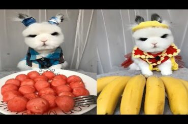 Rabbit Eating ASMR, Cute Rabbit ASMR, 토끼 먹는 ASMR, Part 5