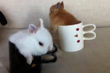 Cutest Baby Bunny Rabbit #2💖💖💖