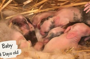 The Cutest Baby Bunnies