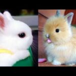 Funny Baby Bunny Rabbit Videos Compilation - Cute Rabbits
