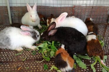 Cute Babies Rabbits Eating Vegetables - Funny Baby Rabbit Videos Compilation - Cute Rabbits - Rabbit