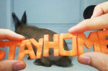 Rabbit Eating #stayhome ASMR Cute Bunny