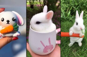 😍Cute and funny bunny video collection
