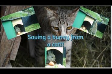 Saving a baby bunny .