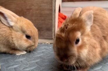 The Two Cutest Bunnies In The World - A Short Montage