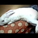 Rabbit very cute pets 😍🐇😍