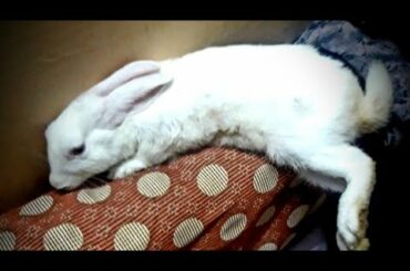 Rabbit very cute pets 😍🐇😍