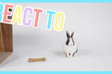 Cute little Bunny reacts to a bone - React to | Furry Friends
