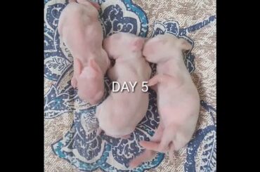 Baby rabbit DAY 4 to DAY 15