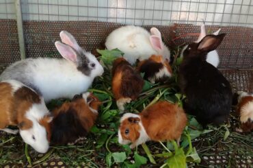 Cute Rabbits Eating Vegetables - Cute Rabbits - Funny Baby Bunny Rabbit Videos - Baby Rabbits Videos