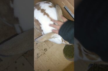 Peanut The Fluffy Cute Rabbit Vlog