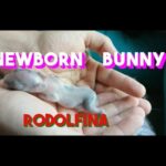 baby bunny, with only two days, very cute