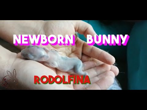 baby bunny, with only two days, very cute