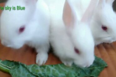 Cute Rabbit eating vegetables