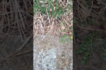 Wild mama bunny had babies in our backyard!! What a nice surprise!!! Day One to continue...!