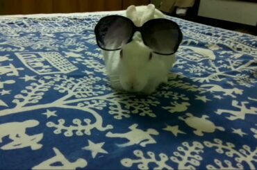 Cute Rabbit Performing on Kala Chasma