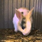 Cute Rabbit Yawns