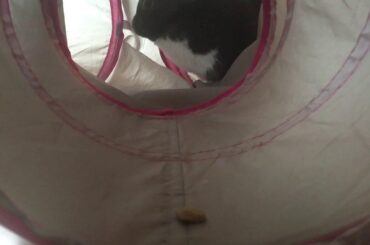 Cute Bunny Finding a Treat in a Tunnel