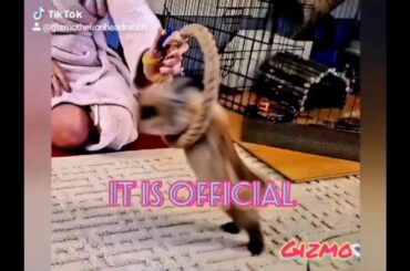 Rabbit Tricks Gizmo The Baby Lionhead 🎶 Will Rock You Trainers Special Edition - audio by TikTok
