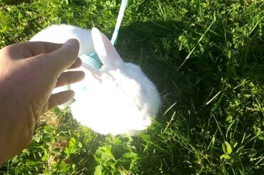 Sweet Leashed Bunny Rabbit 🐇 Hanging Out at Park