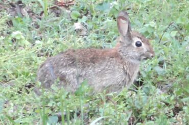 Slightly Damaged But Cute Bunny in Backyard, 04/20/2015