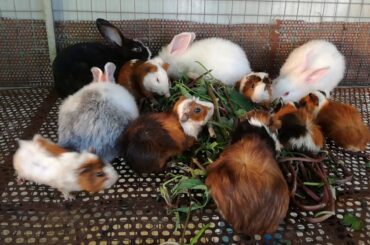 Cute Babies Rabbits Eating Vegetables - Funny and Cute Baby Rabbit Videos - Cute Rabbits - Rabbit