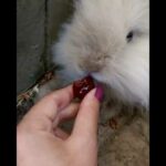 Rabbit eating cherries (cute bunny)