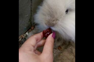 Rabbit eating cherries (cute bunny)