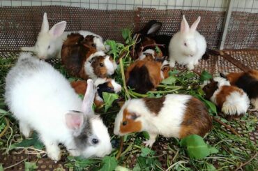 Cute Babies Rabbits Eating Vegetables - Funny and Cute Baby Rabbit Videos - Cute Rabbits - Rabbits