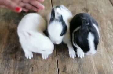 Rabbit's babies, Adorable and cute babies of Rabbit.
