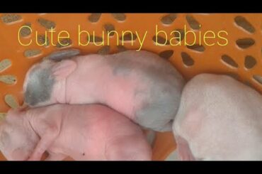 Cute bunny babies