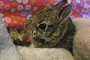 Baby bunny cotton tail eating clover