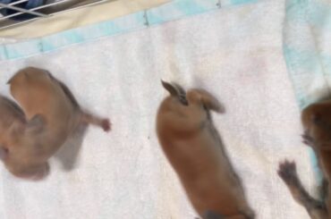 Baby bunnies popcorning