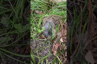 Baby Bunnies in the Garden Part 2