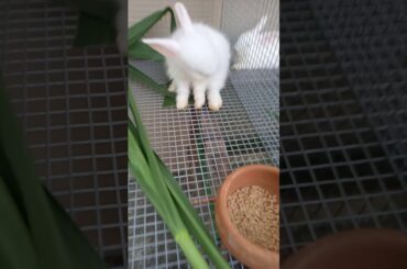 WE HAVE CUTE BUNNIES