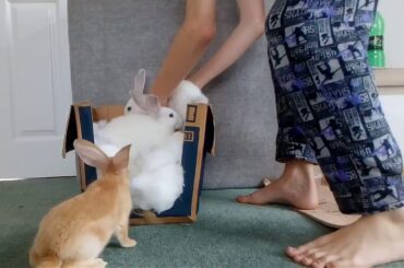 Baby Bunnies running around for 30 minutes #5