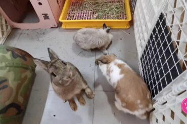 Tokki Club Weekly Cute Rabbit Video #9