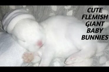 CUTE FLEMISH GIANT BABY BUNNIES