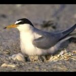 Terns sits on her egg - Iceland
