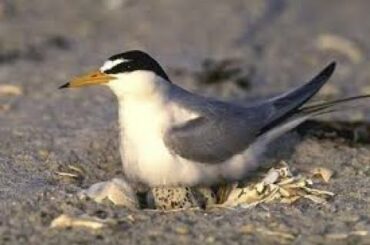 Terns sits on her egg - Iceland