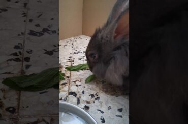 Cute Adopted Bunny Finishes Bunch Of Mint Quickly