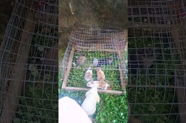 Baby Bunnies playing