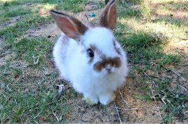 Cute bunnies on Easter Morning