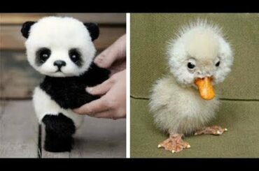 Cute baby animals Videos Compilation cutest moment of the animals - Soo Cute! #13 | New
